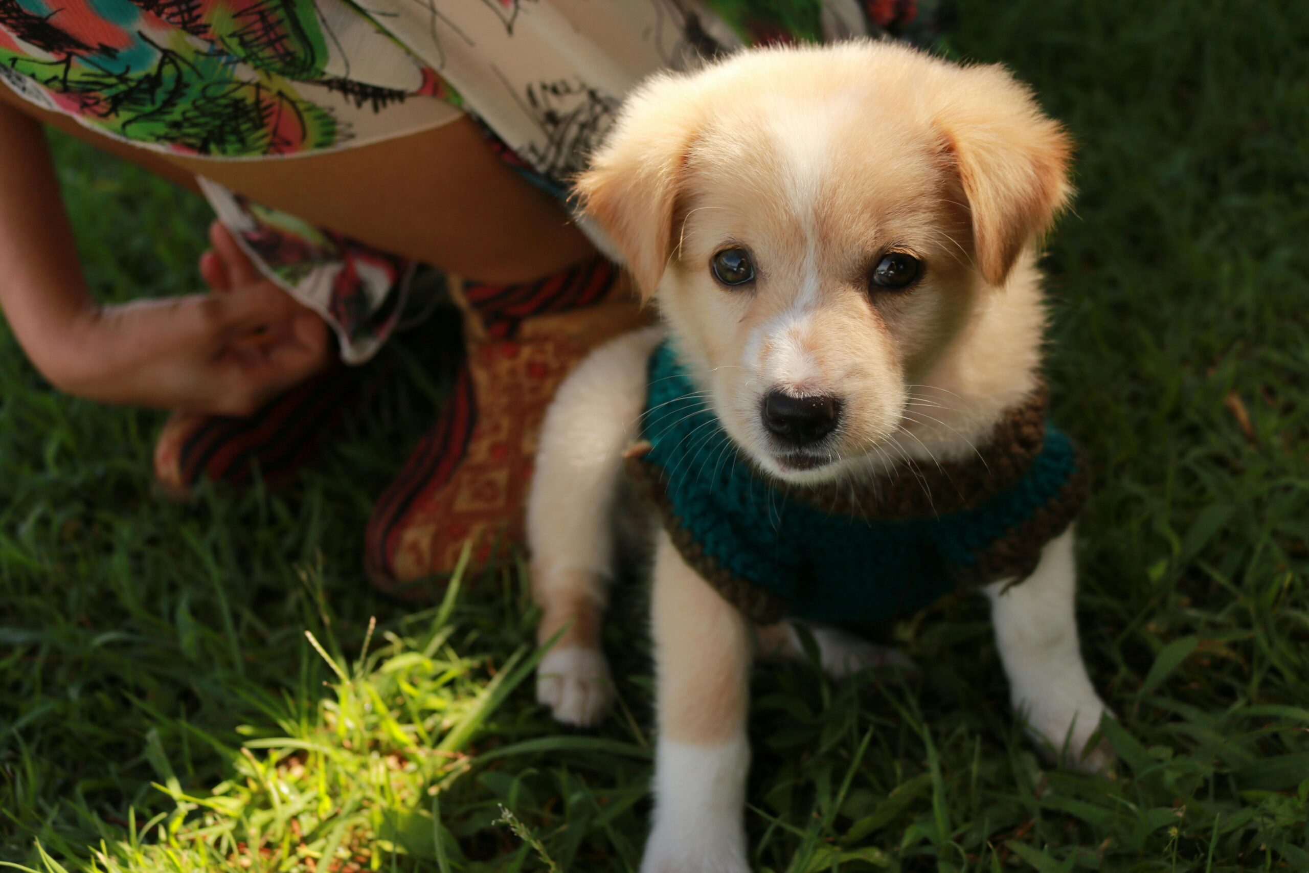 Adorable puppy wearing a sweater enjoying the outdoors in Vietnam. Perfect for pet lovers.