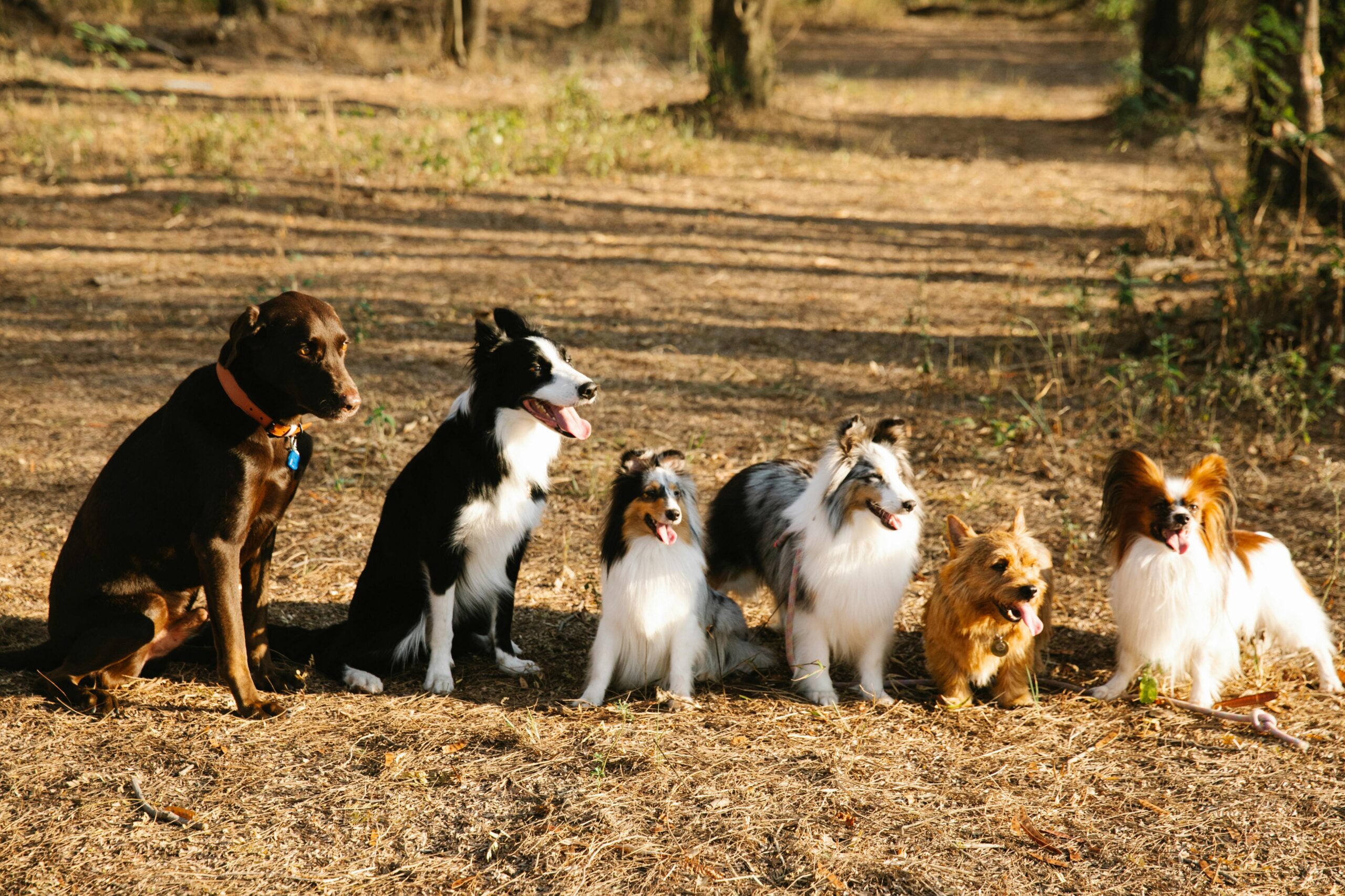 Full body cute purebred dogs of different breeds including Labrador Border Collie and Norwich Terrier sitting together on pathway in woods